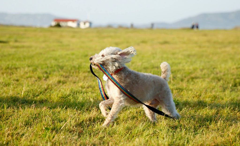 Magnus skipping happily across some grass in San Francisco. He has a rainbow-colored leash in his mouth.