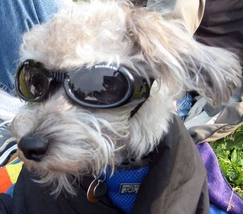 Magnus wearing sunglasses at a park.