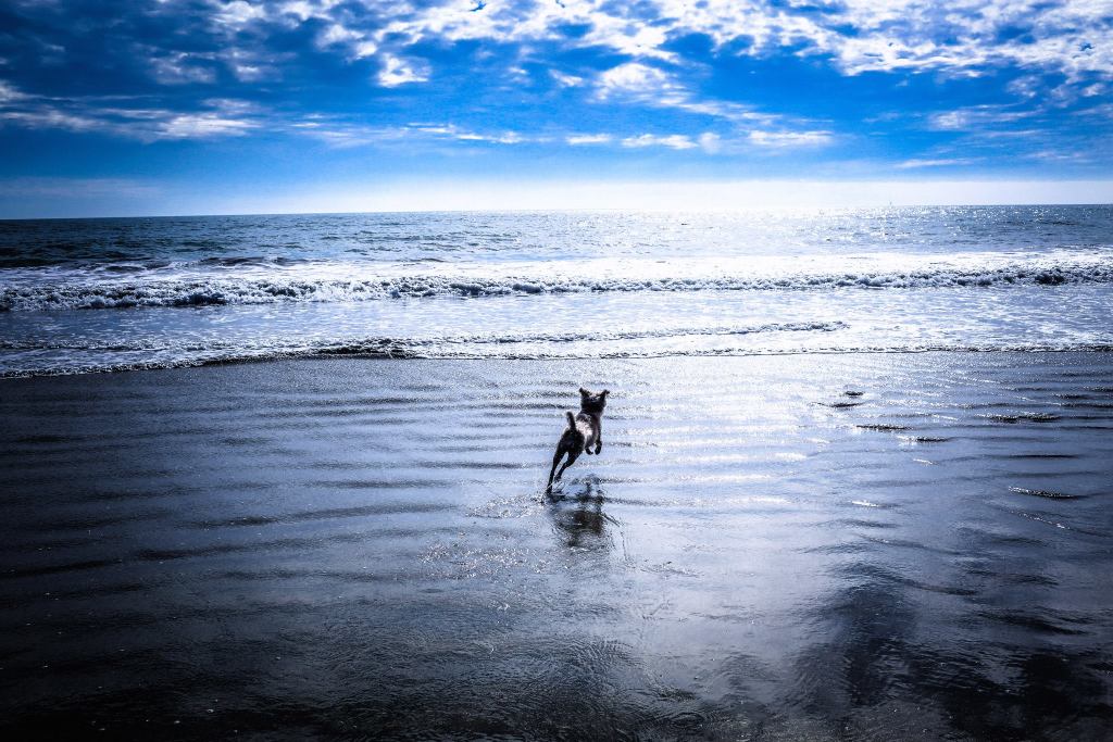 Magnus is showing running towards the ocean.